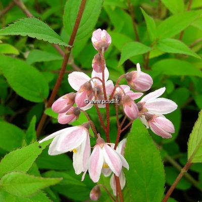 Deutzia gracilis 'Yuki Cherry Blossom' ® C4L 30/40