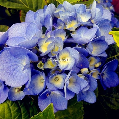 Hydrangea macrophylla Blue Diamond (1)