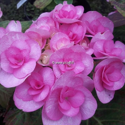Hydrangea macrophylla (beautensia) 'Papillon' ® C4L 20/40