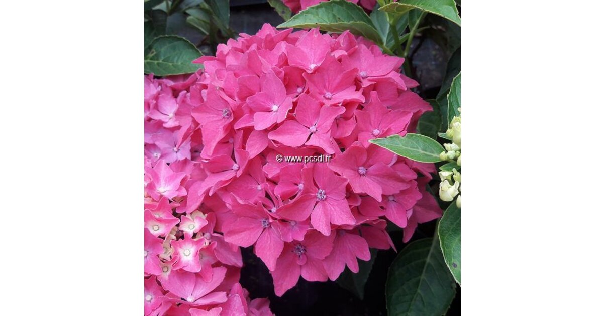 Hydrangea Pia Hydrangea macrophylla 'Pia' C4L 20/40 - Tous les Hydrangea - Pépinières ...