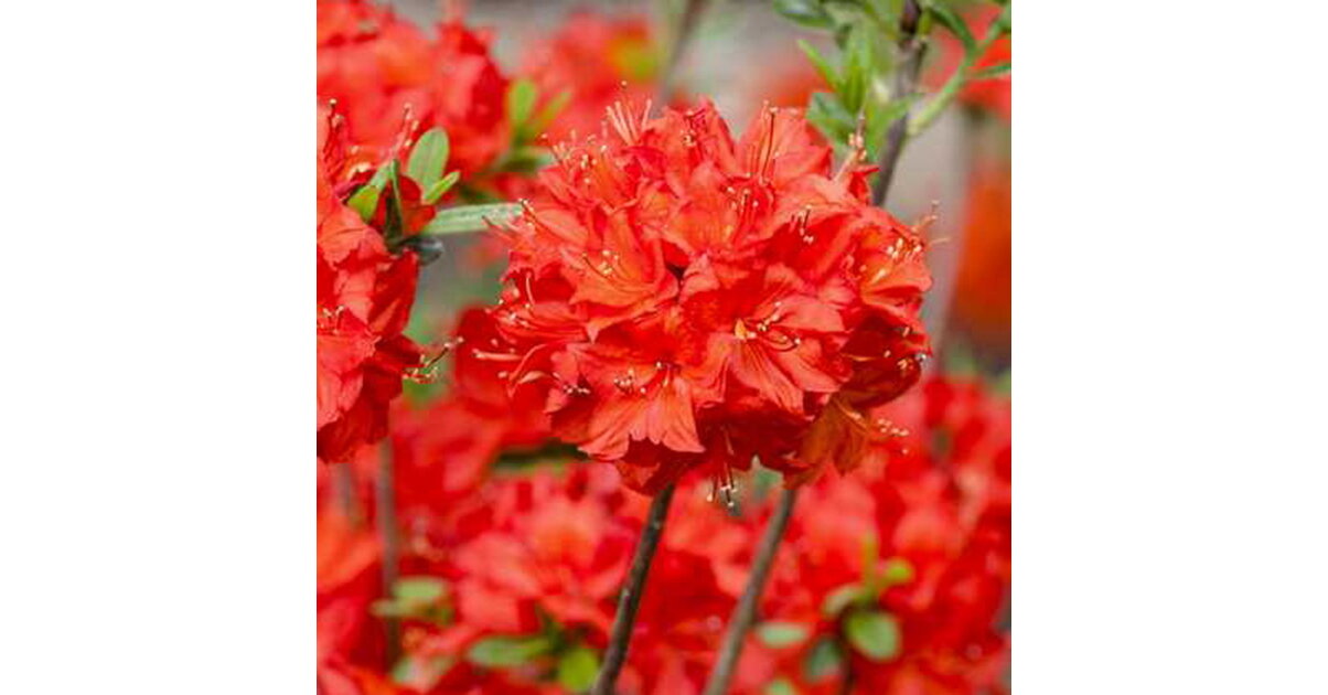 Rhododendron (azale caduque) 'Parkfeuer' C5L 80/100 - Tous les arbustes -  Ppinires cte sud des landes
