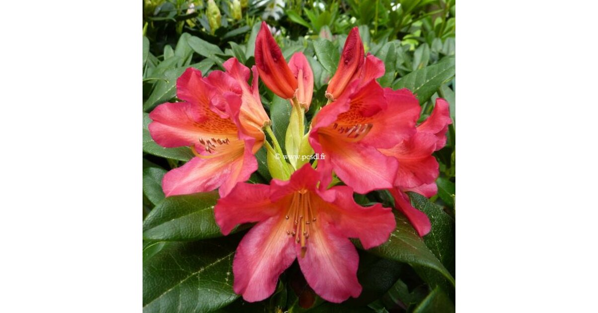 Rhododendron dichroantum ssp. scyphocalyx C5L 40/60 - Tous les arbustes -  Ppinires cte sud des landes