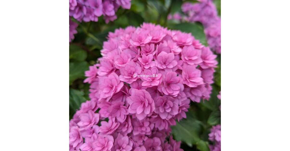 Hydrangea macrophylla (you&me) 'Together' ® C4L 20/40 - Tous les ...