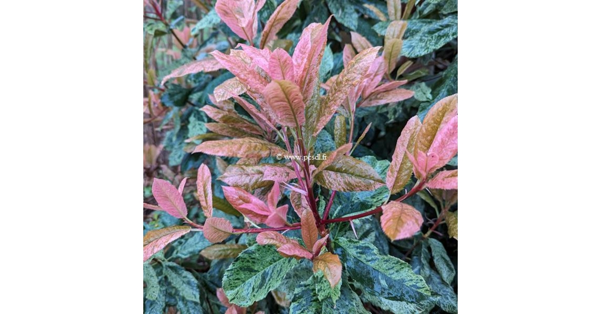 Photinia serratifolia 'Pink Crispy' ® C15L 100/125 - Tous les arbustes ...