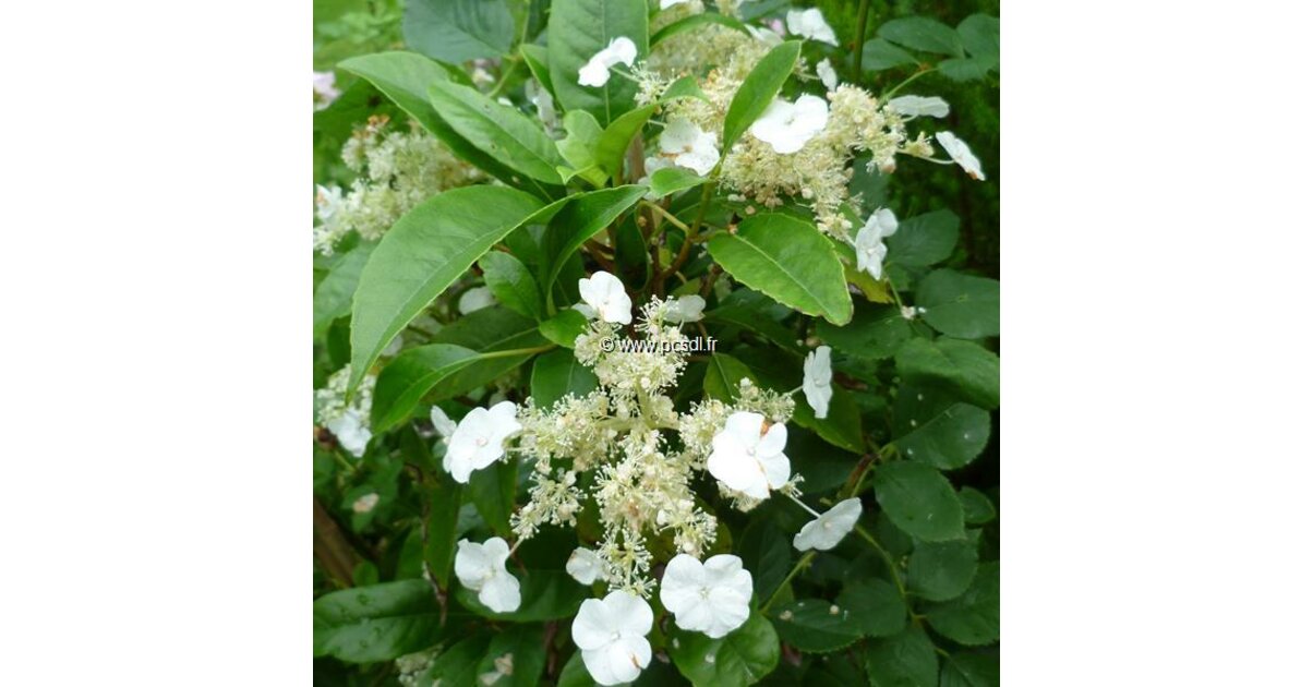 Hydrangea seemannii C4L 40/60 - Tous les Hydrangea - Pépinières côte ...