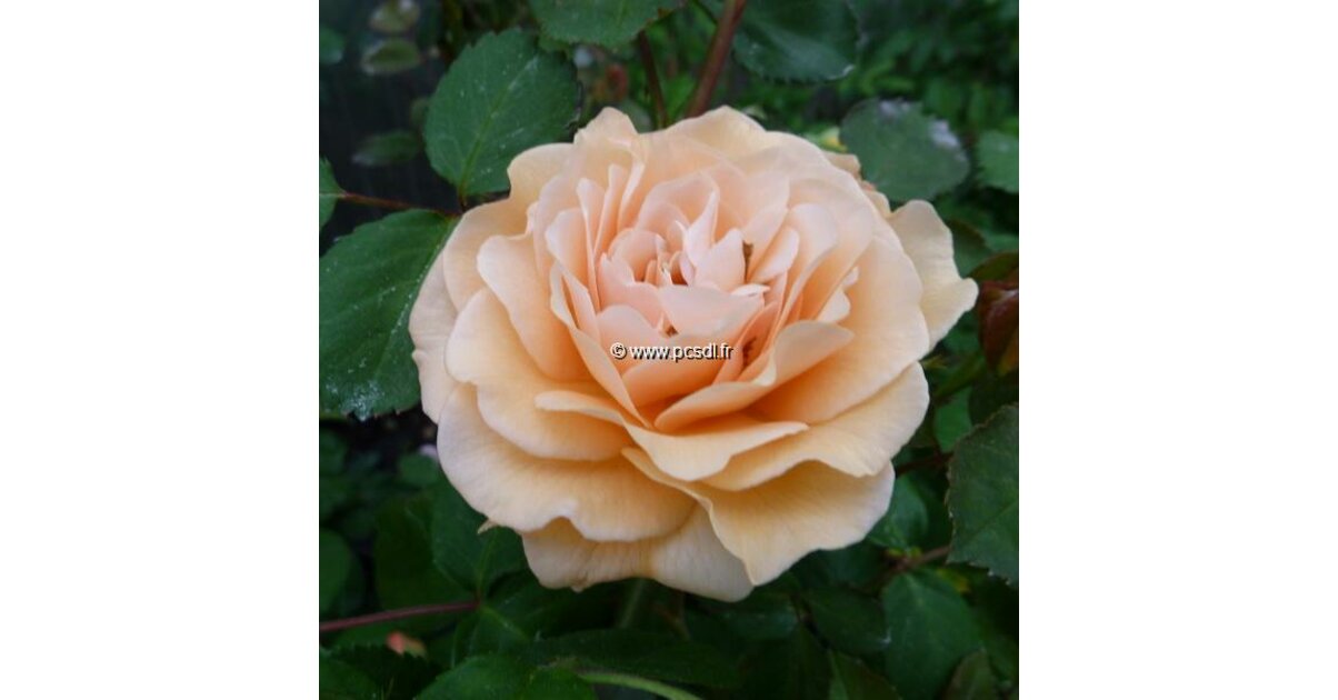 Rosa 'Buff Beauty' C4L 80/100 - Tous les arbustes - Pépinières côte sud ...