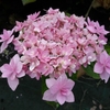 Hydrangea macrophylla Jomari