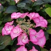 Hydrangea macrophylla Tiffany (1)