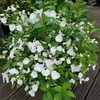Hydrangea Runaway Bride