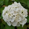 Hydrangea macrophylla Curly Wurly White (4)
