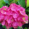 Hydrangea macrophylla Green Fire