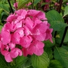 Hydrangea macrophylla Style Pink (2)