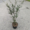 Quercus suber (2)