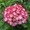 Hydrangea macrophylla Julia (5)