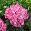Hydrangea macrophylla Miss Saori