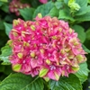 Hydrangea macrophylla Schloss Wackerbarth (1)