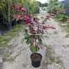 Cercis canadensis Forest Pansy