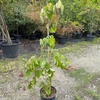 Cercis canadensis Eternal Flame ®