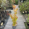 Cercis canadensis Eternal Flame