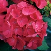 Hydrangea macrophylla Paris