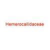 Hemerocallidaceae