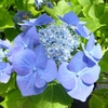 Hydrangea macrophylla Blaumeise