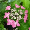 Hydrangea macrophylla Flamingo