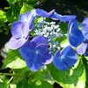 Hydrangea macrophylla Nachtigall (3)