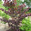 Cercis canadensis Forest Pansy (1)