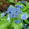 Hydrangea macrophylla Izu no Hana (2)