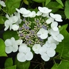 Hydrangea macrophylla Libelle (3)