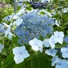 Hydrangea macrophylla Mariesii (1)