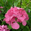 Hydrangea macrophylla Punch Curacao (1)
