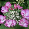 Hydrangea macrophylla French Cancan (1)