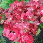 Hydrangea macrophylla Ruby Tuesday