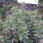 Hydrangea macrophylla Tricolor (3)