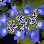 Hydrangea macrophylla Zorro