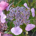 Hydrangea serrata Blueberry Cheesecake (1)