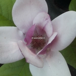 Magnolia Cameo (2)
