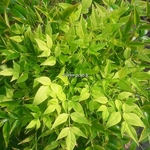 Nandina domestica Lemon Lime (2)