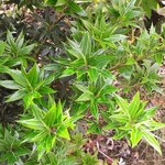 Osmanthus heterophyllus Sasaba (1)