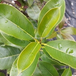 Osmanthus omeiensis (2)
