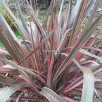 Phormium Rainbow Queen