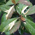 Photinia davidiana Palette (1)