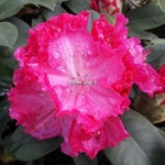 Rhododendron Anna Rose Whitney (3)