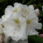 Rhododendron Mme Masson (1)