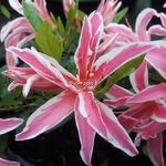 Rhododendron Pink Spider (3)