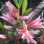 Rhododendron Pink Spider