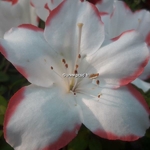 Rhododendron Sachsenstern (3)