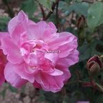 Rosa Old Blush